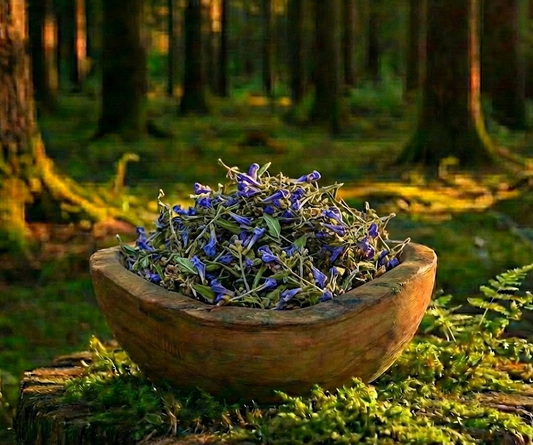 Skullcap (Regenerative Cultivation)